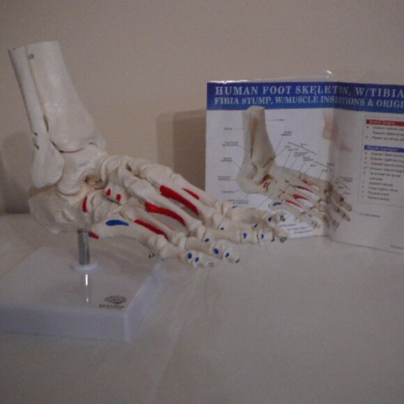 Evotech Scientific | Office | Evotech Human Foot Skeleton Tibia Fibia ...